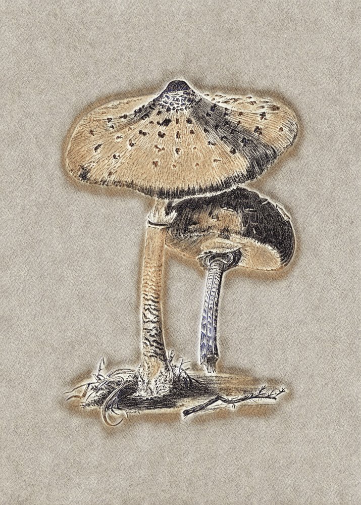 Handgezeichnete Parasolpilz Braun von Biodiversity Heritage Library.