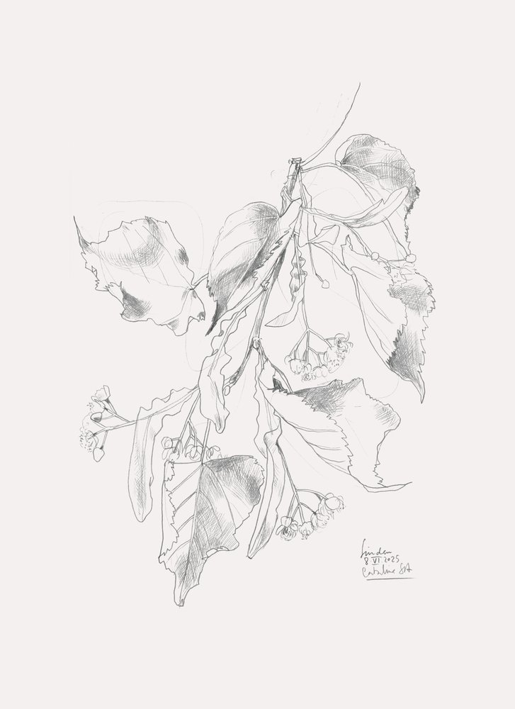 Zarte Linden-Skizze von Catalina Somolinos