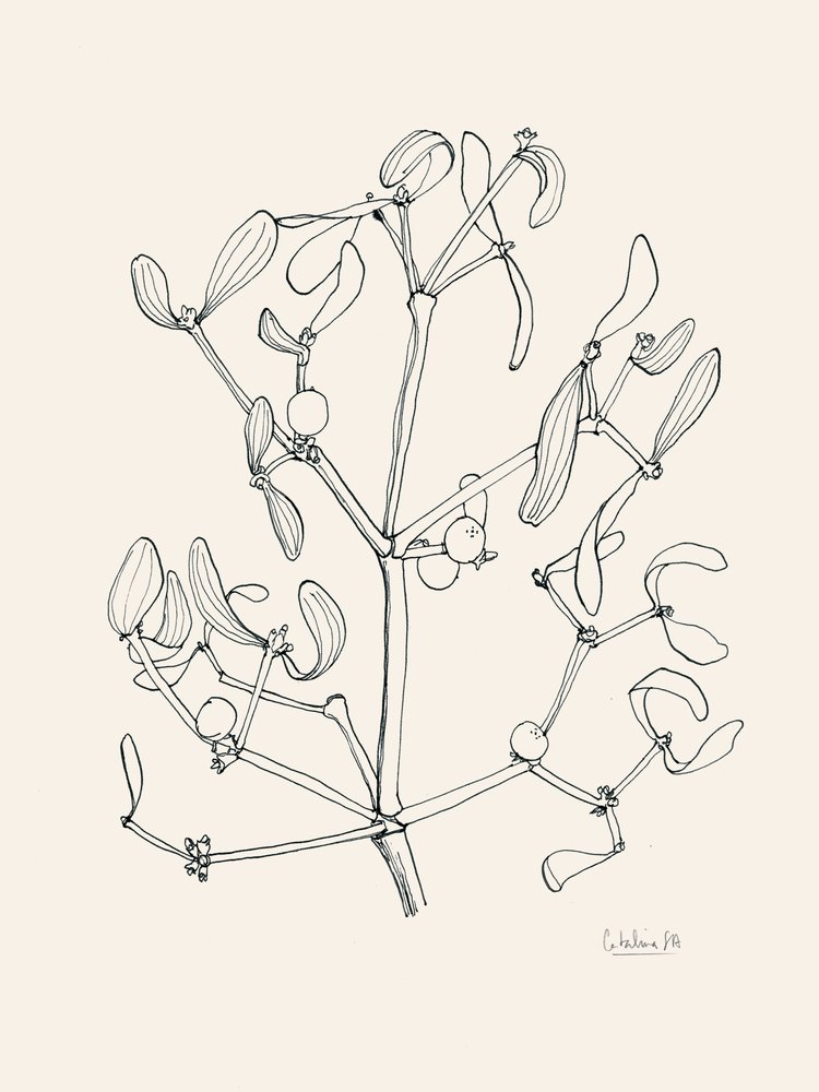 Weihnachtsmistel-Linienkunst von Catalina Somolinos