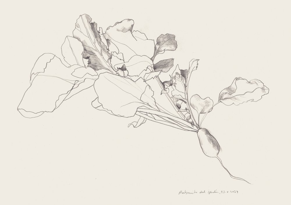 Radieschen Botanische Zeichnung von Catalina Somolinos