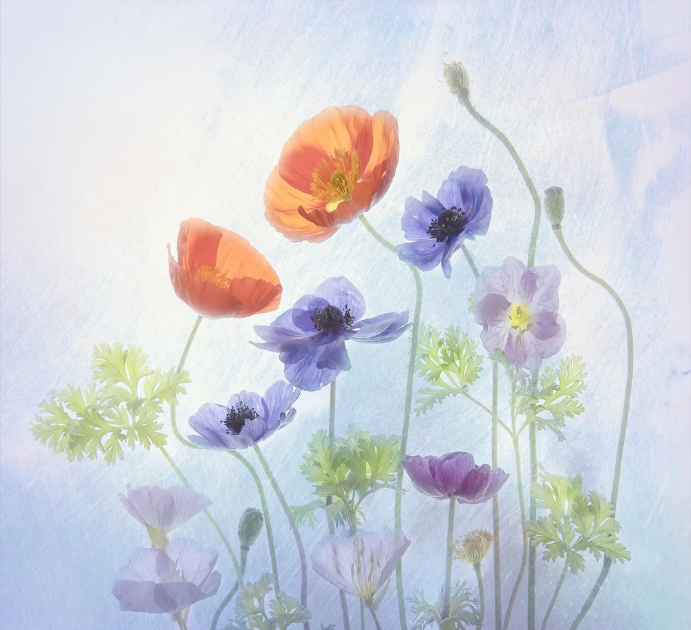 Bunte Ätherische Blüten von Catherine Wang