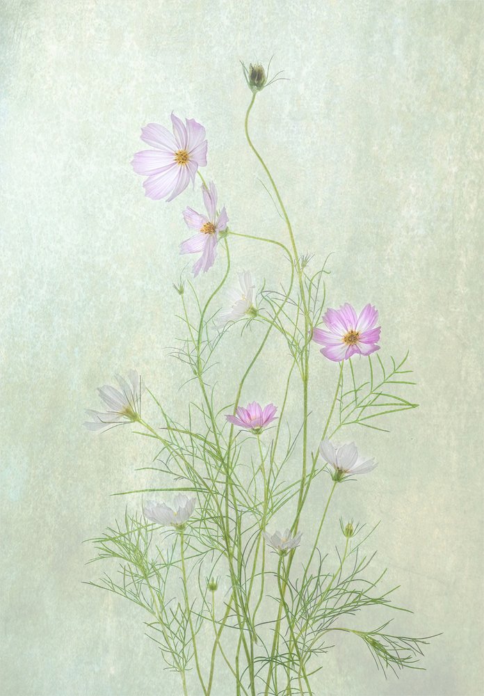 Zarte Kosmosblüten von Catherine Wang