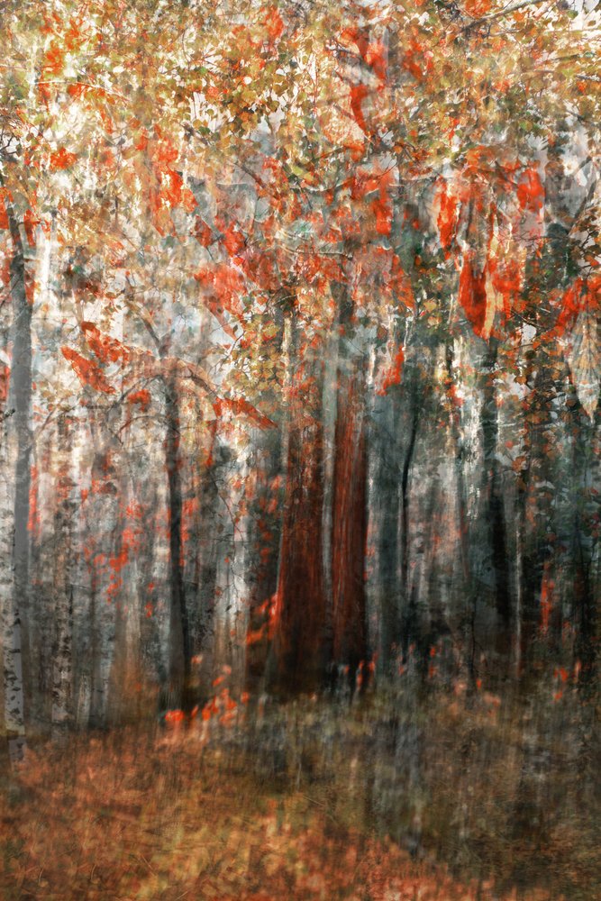 Herbstwaldglühen von Christina Sillen