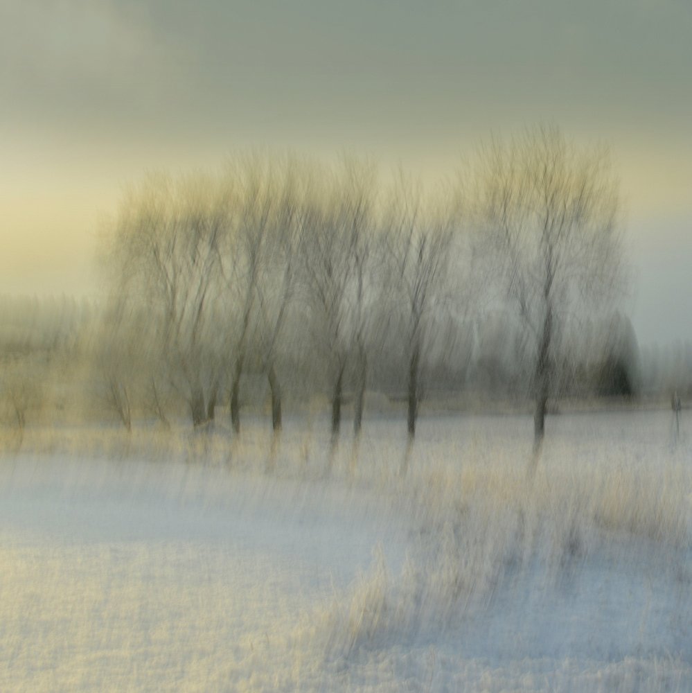 Verschwommene Winterbäume von Christina Sillen