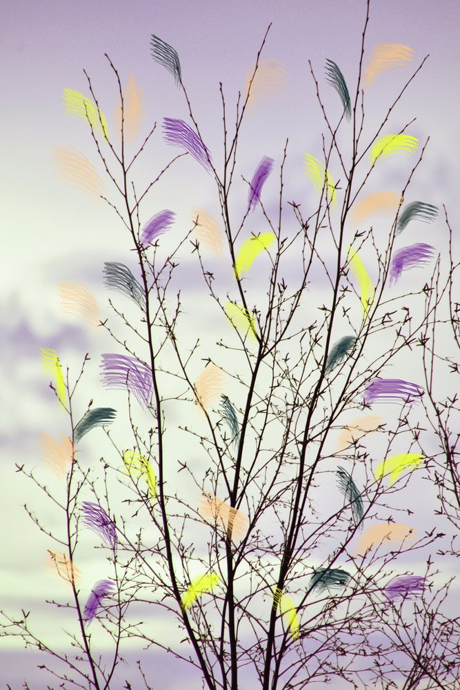 Bunte Frühlingszweige von Christina Sillen