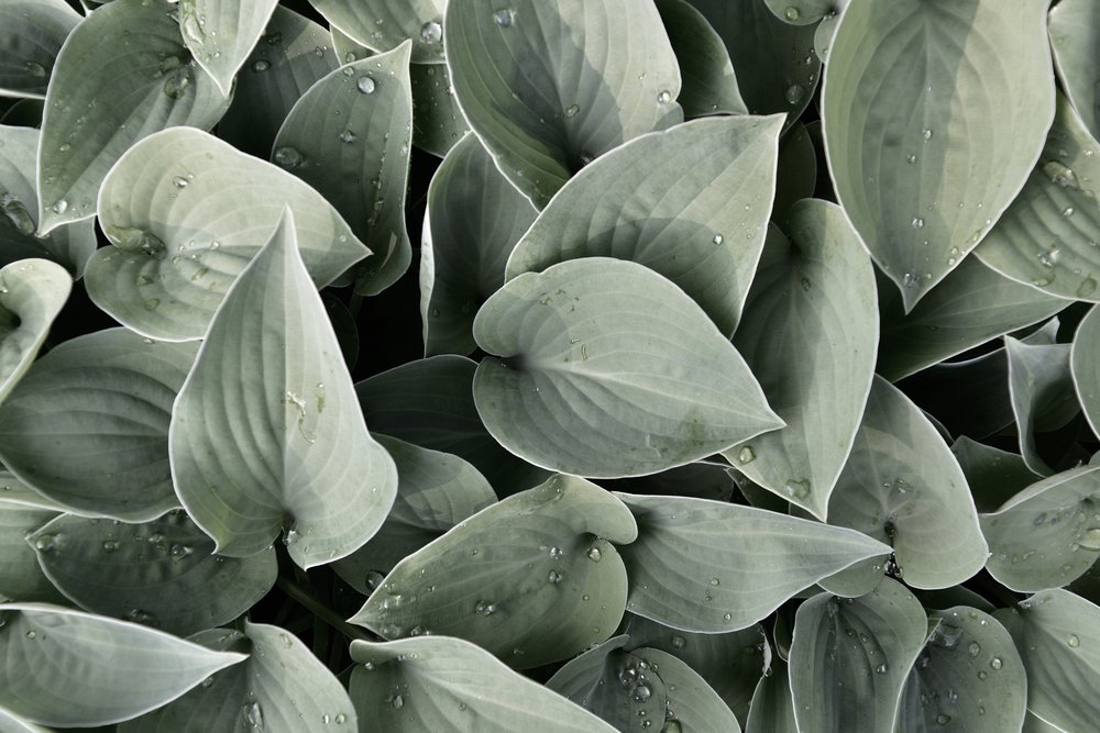Taufrische Hosta-Blätter von Christina Sillen