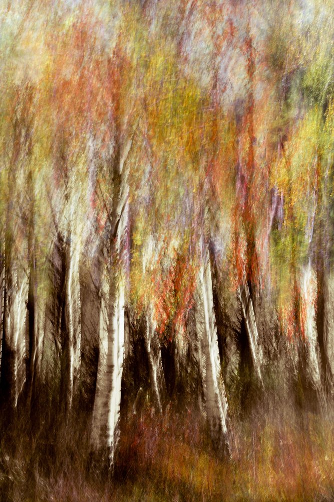 Träumerischer Herbstwald von Christina Sillen