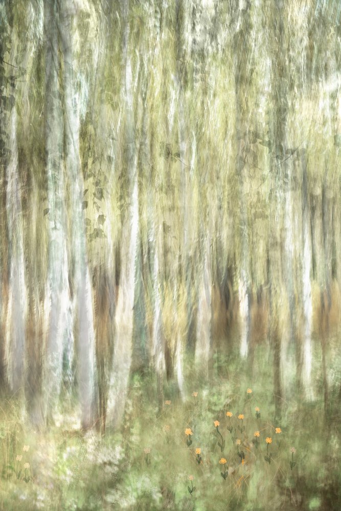 Träumige Birkenwälder von Christina Sillen