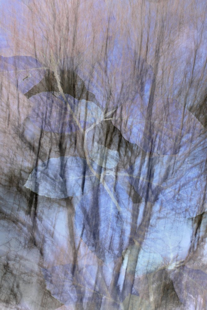 Träumerischer blauer Wald von Christina Sillen