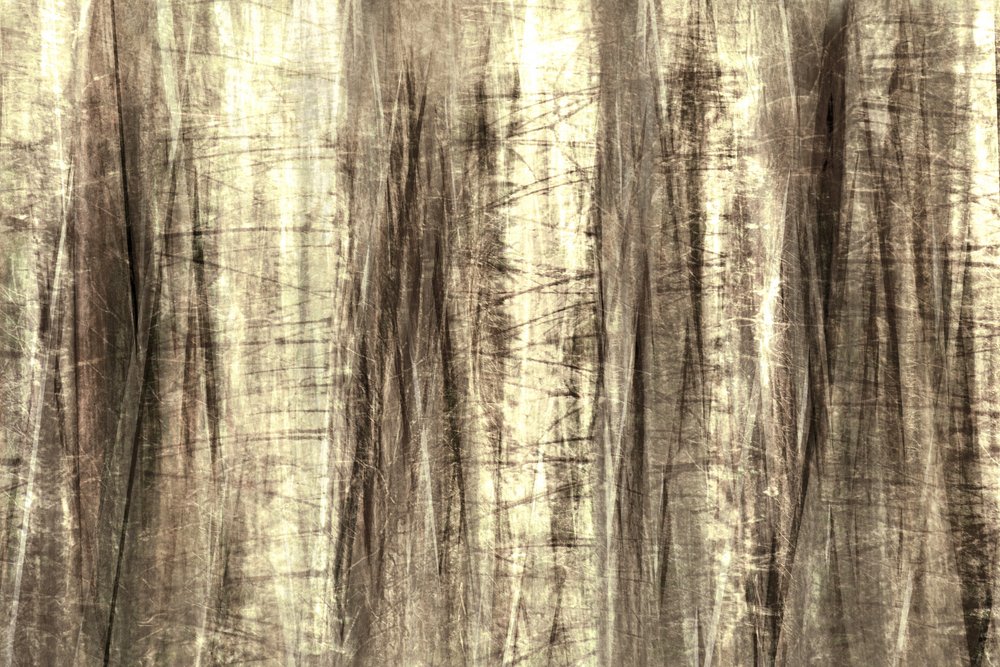 Träumige Waldlinien von Christina Sillen