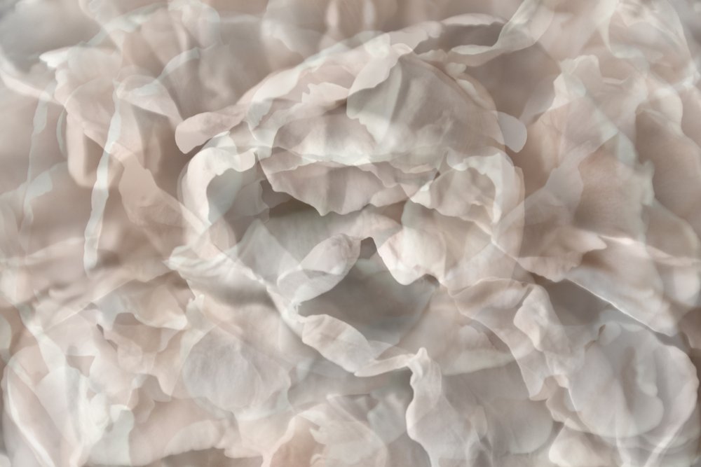 Ätherische Blumenblätter von Christina Sillen