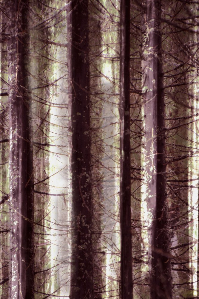 Ätherisches Waldlicht von Christina Sillen