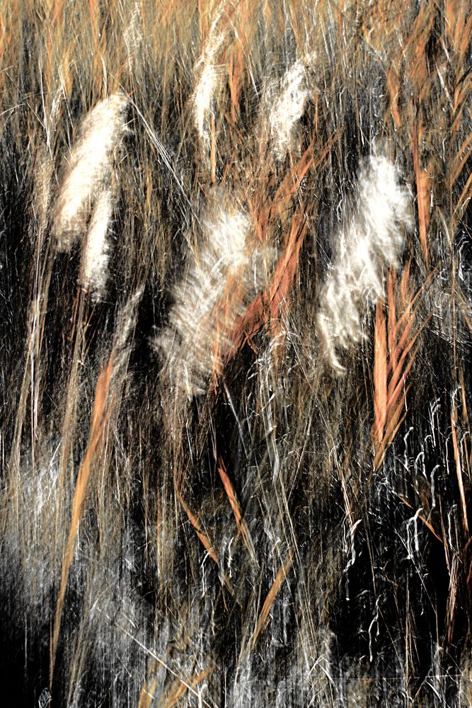 Ätherisches Wildgras von Christina Sillen