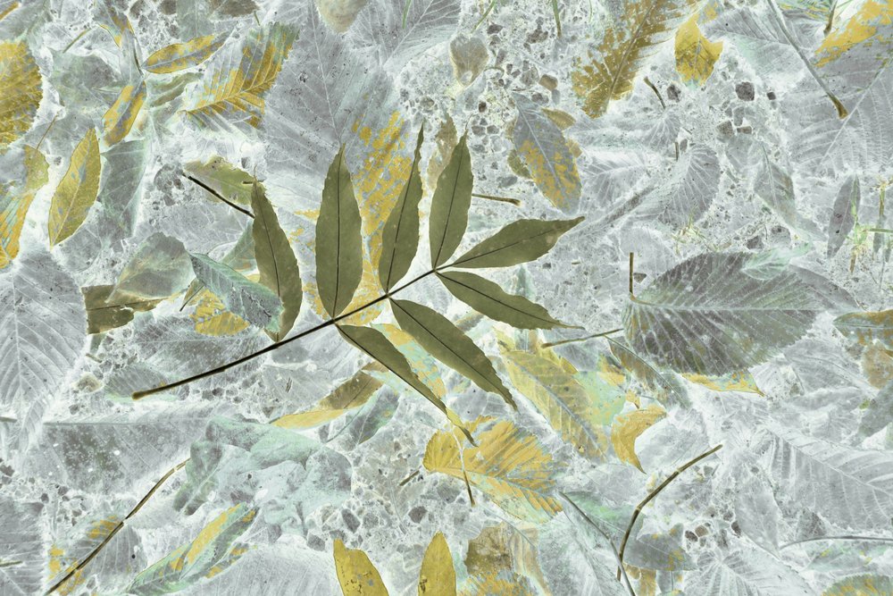 Verblasste Herbstblätter von Christina Sillen