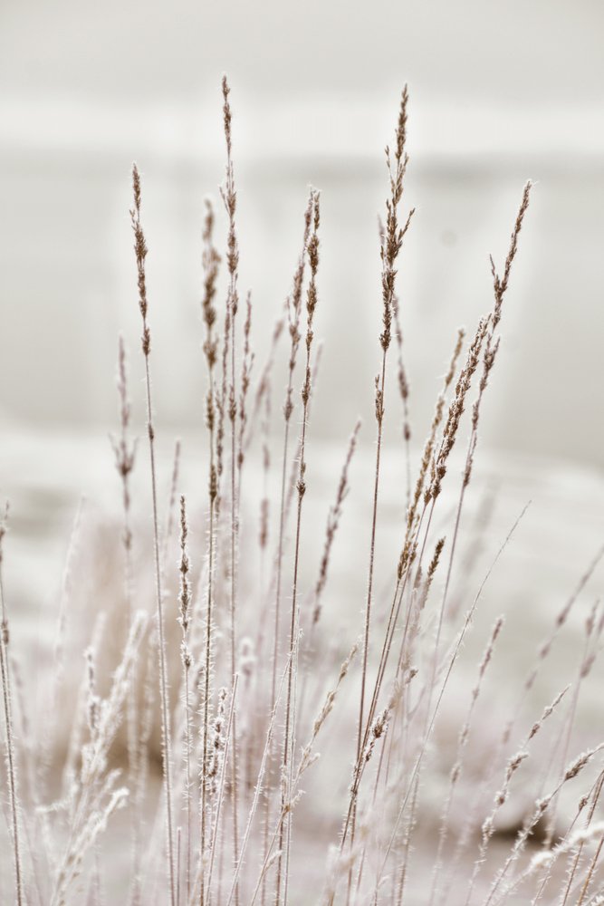 Frostiges Wintergras von Christina Sillen