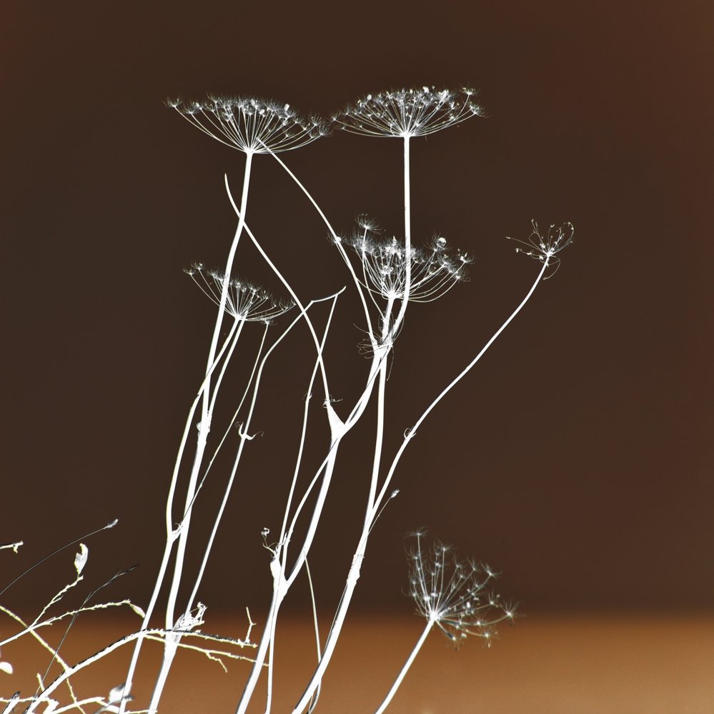 Leuchtende Botanische Formen von Christina Sillen