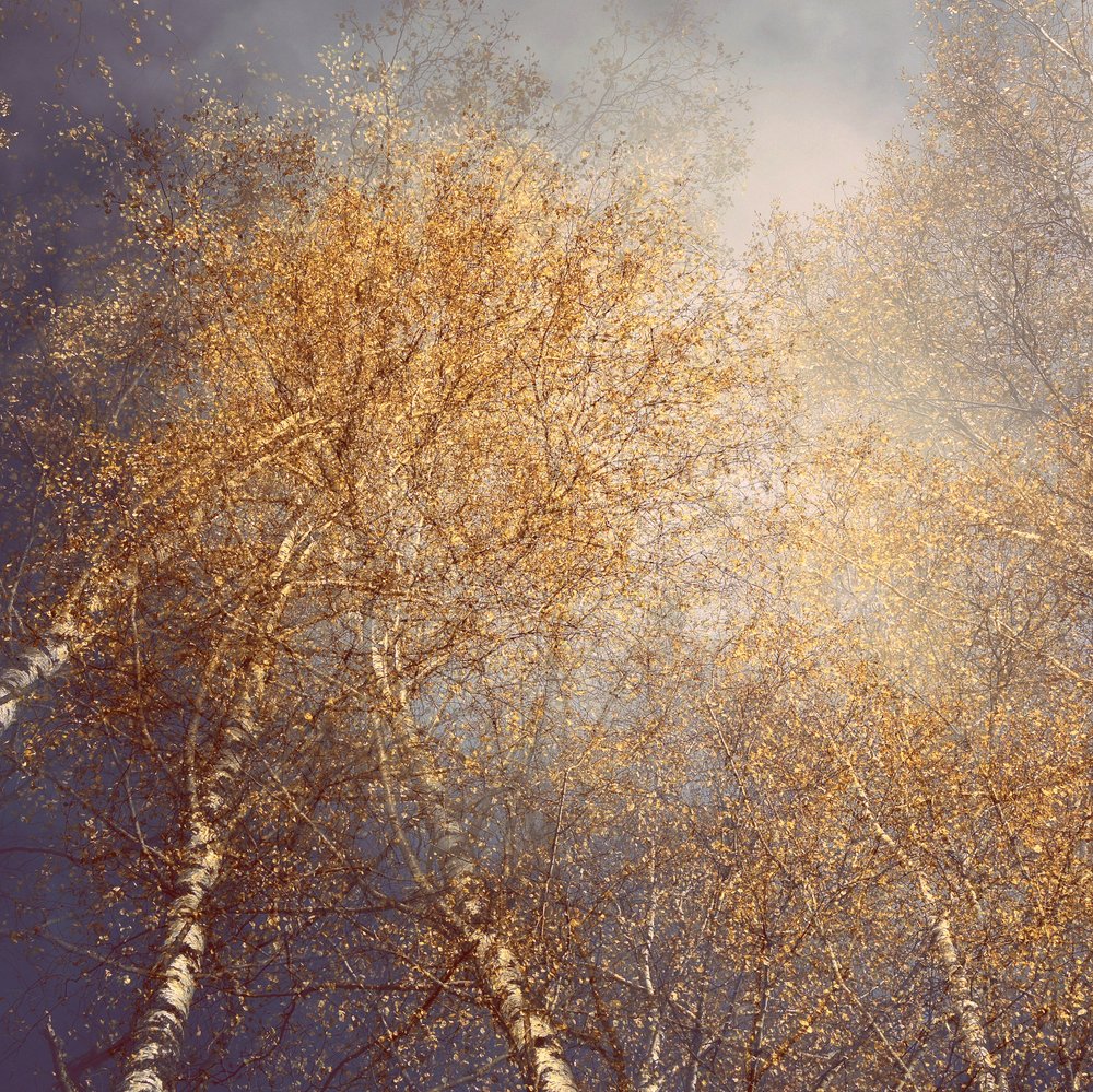 Goldene Herbstbirken von Christina Sillen
