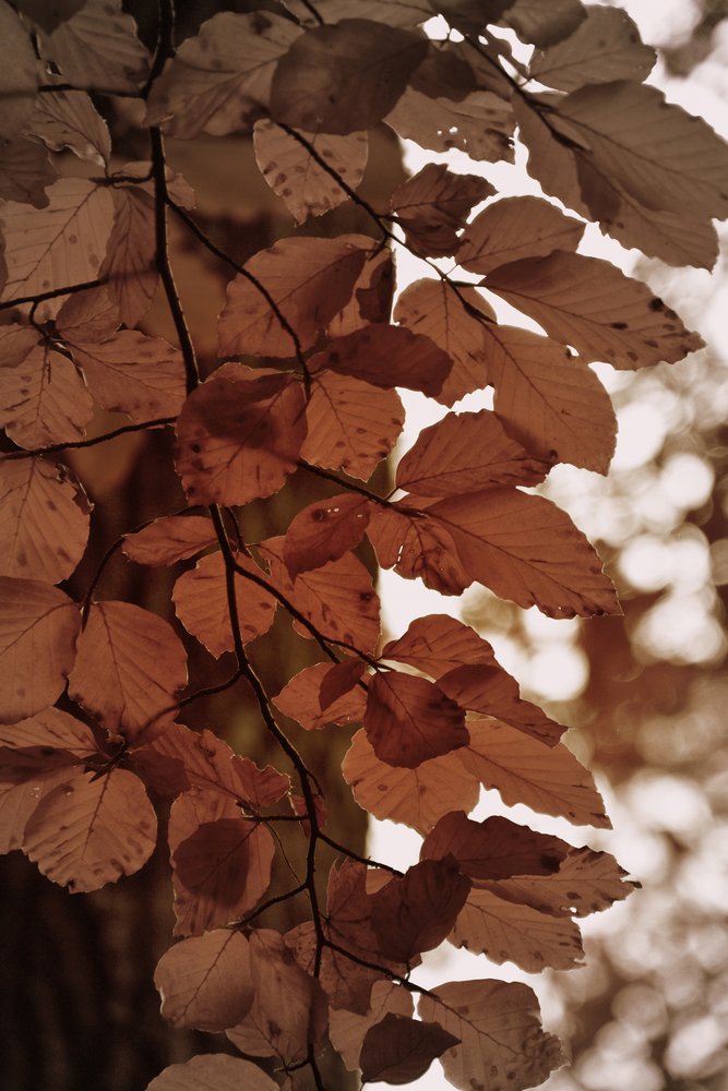 Goldene Herbstblätter von Christina Sillen