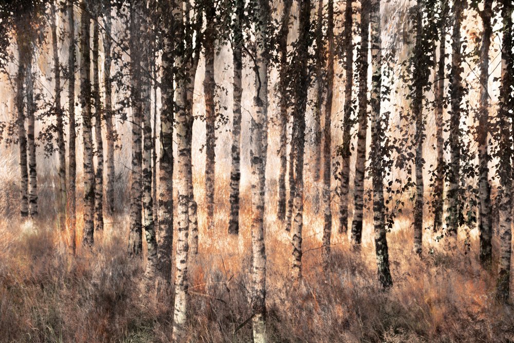 Goldener Birkenwald von Christina Sillen