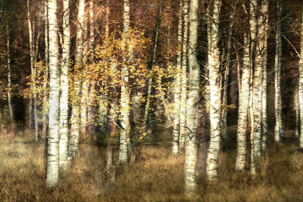 Goldener Birkenhain von Christina Sillen