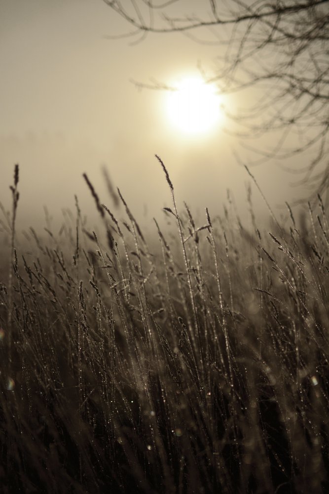 Nebliger Morgensonne von Christina Sillen