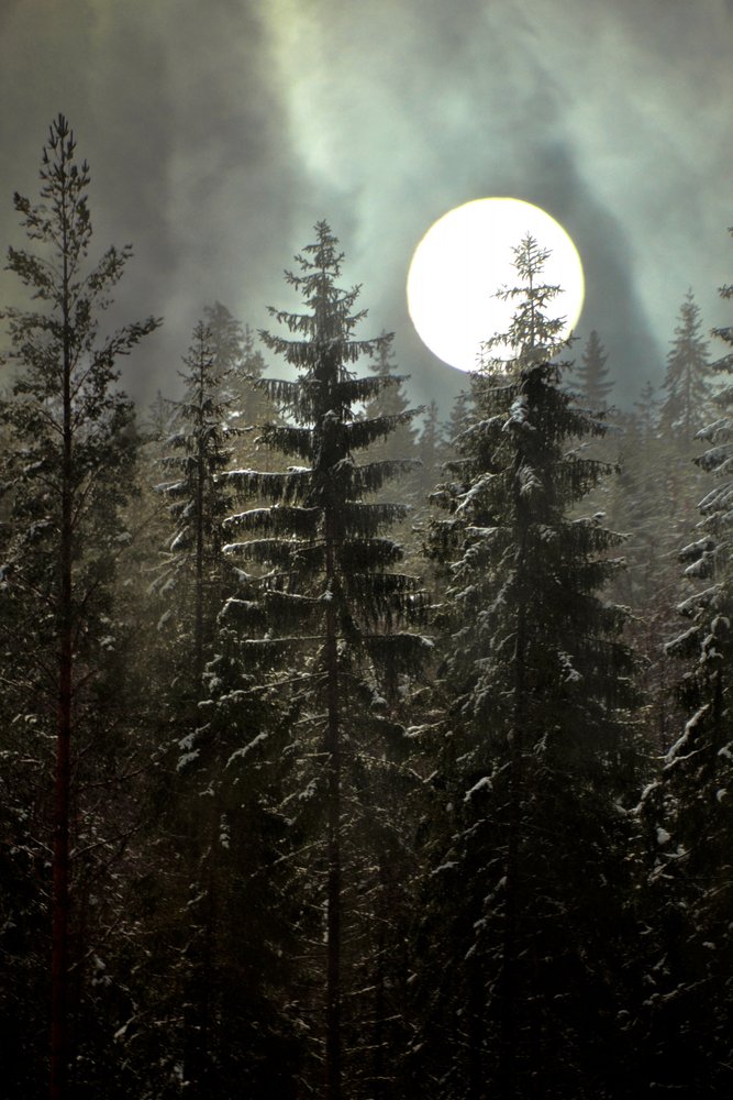 Mondbeschienener Winterwald von Christina Sillen