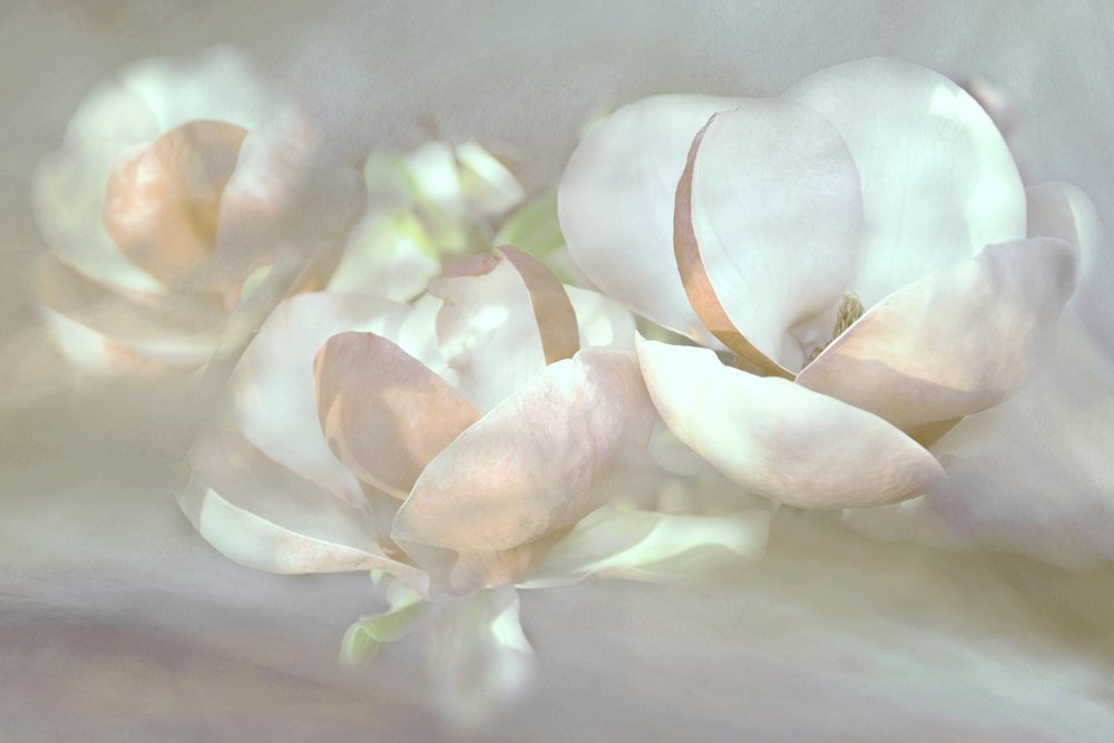Weiche Magnolienblüten von Christina Sillen