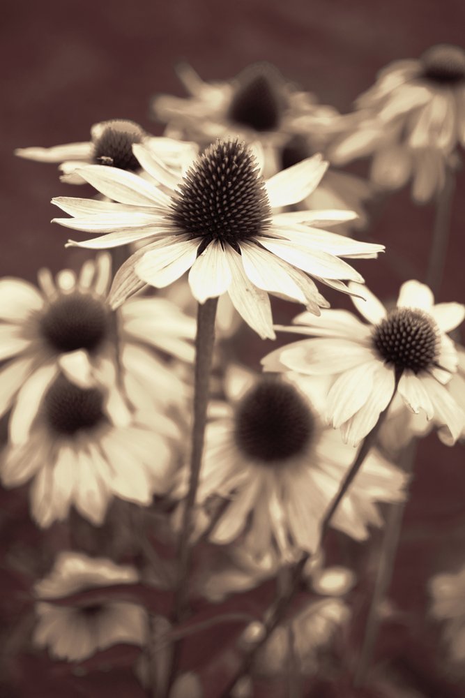 Weiche Sepia-Sonnenhüte von Christina Sillen
