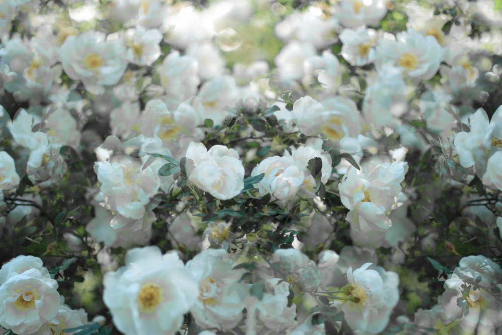 Weiche Weiße Rosen von Christina Sillen