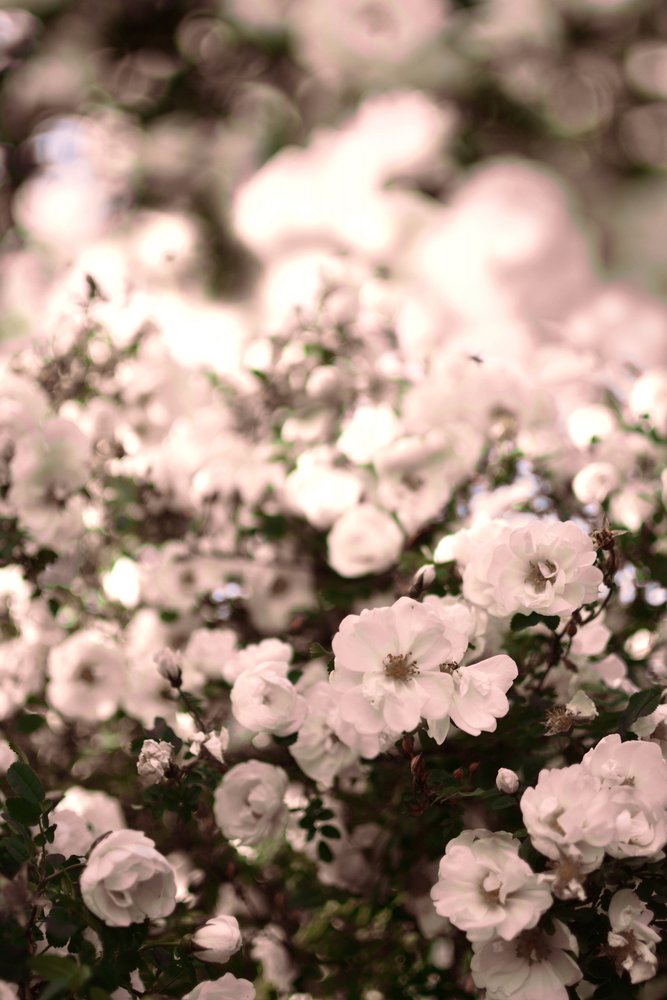 Weiche weiße Rosen von Christina Sillen