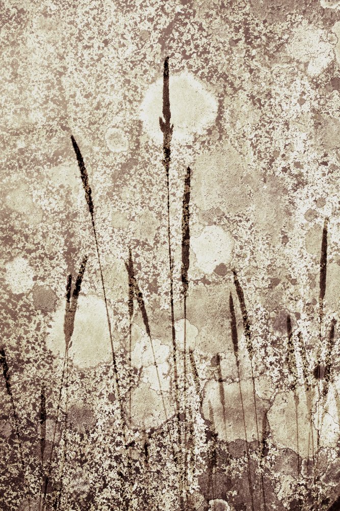 Strukturiertes Wildgras von Christina Sillen
