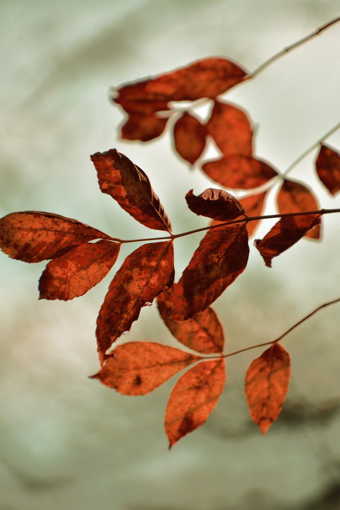Warme Herbstblätter von Christina Sillen