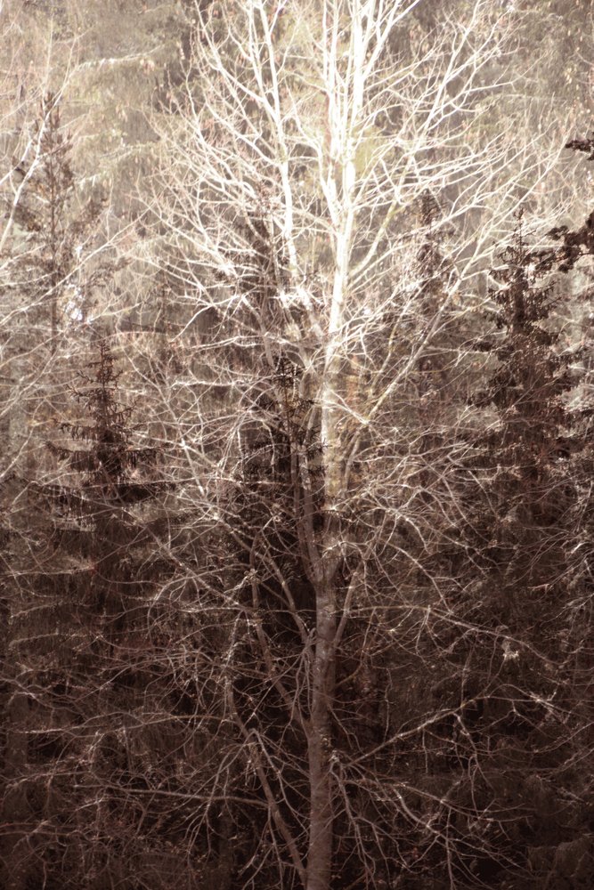 Winterwaldlicht von Christina Sillen