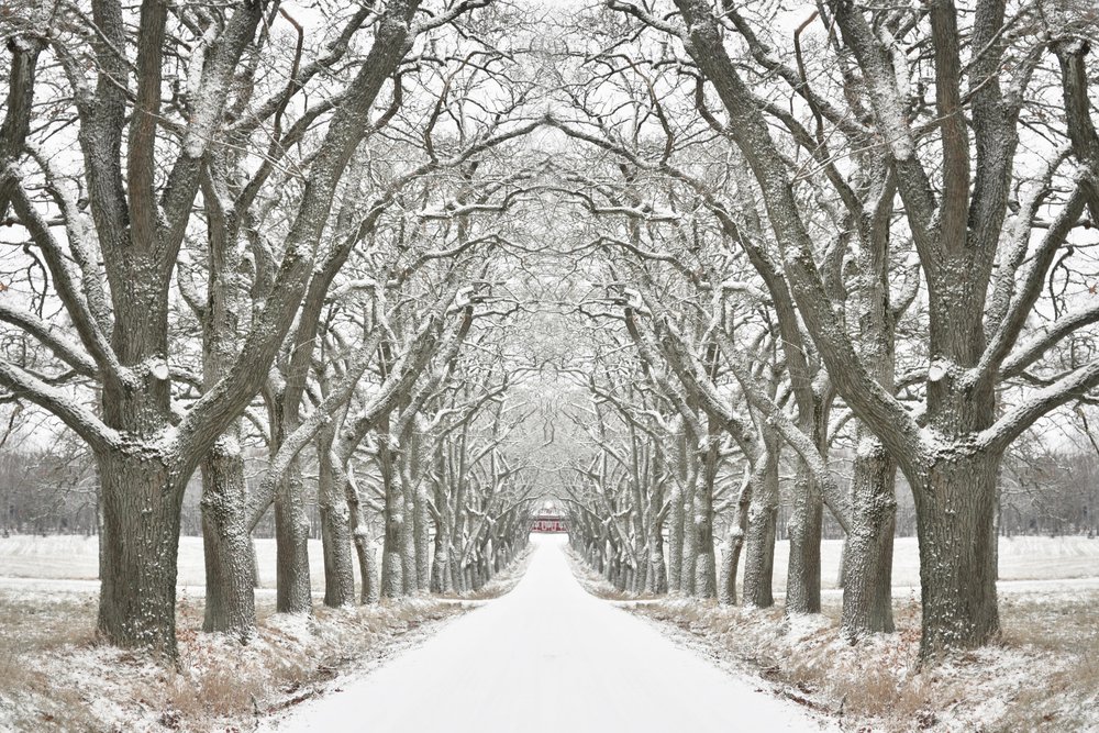Winterliche Baumgesäumte Straße von Christina Sillen