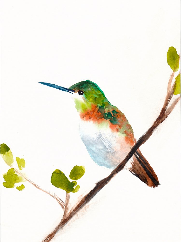 Grüner Kolibri auf Ast von Christine Lindstrom