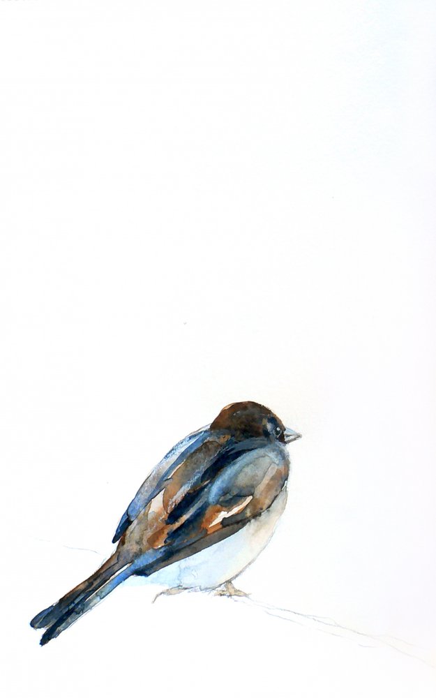 Sperling auf Aquarell von Christine Lindstrom