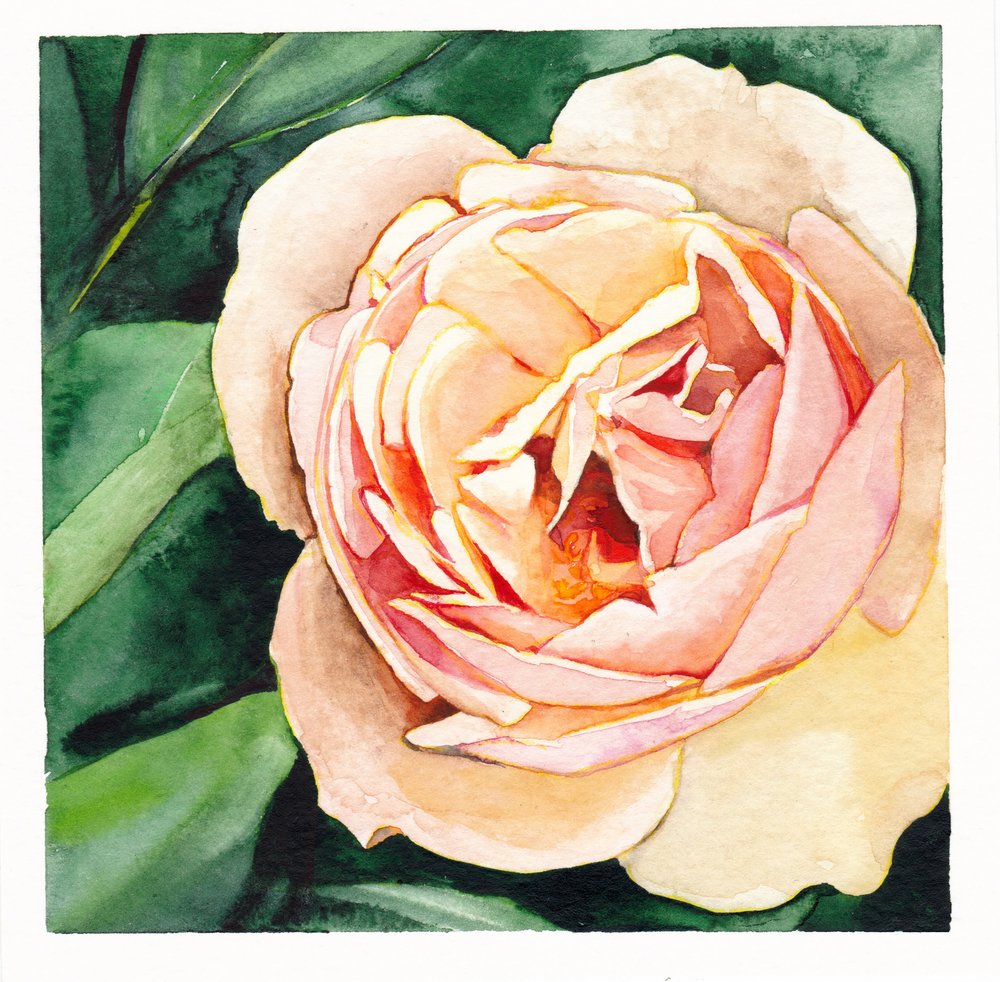 Zarte Pfirsichrose von Christine Lindstrom