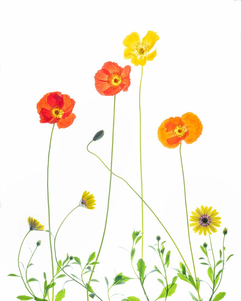 Fröhliche Mohnblumen und Gänseblümchen von Chuanxu Ren