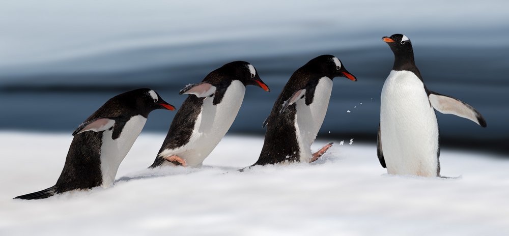 Gentoo-Pinguin in Aktion von Chuanxu Ren