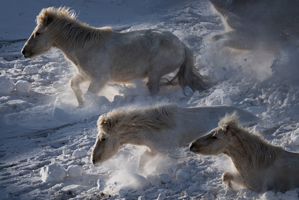 Isländische Pferde im Schnee von Chuanxu Ren