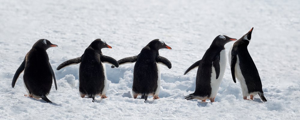 Pinguine auf einem verschneiten Spaziergang von Chuanxu Ren