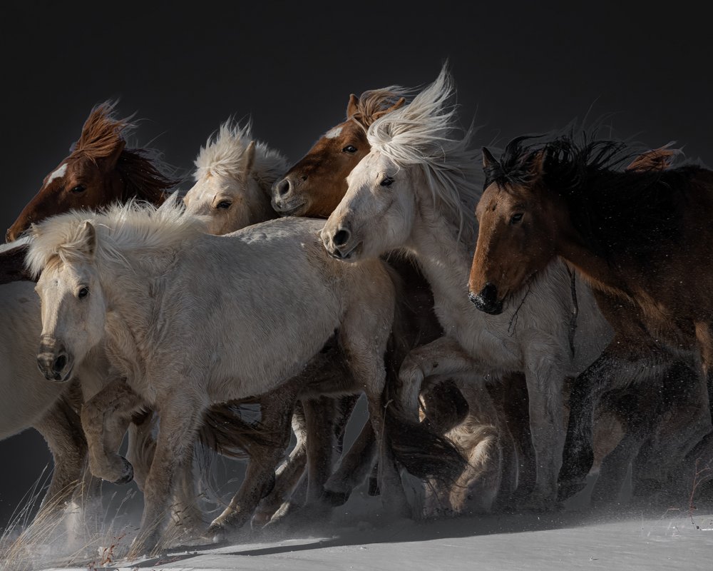 Wilde Pferde im Galopp von Chuanxu Ren