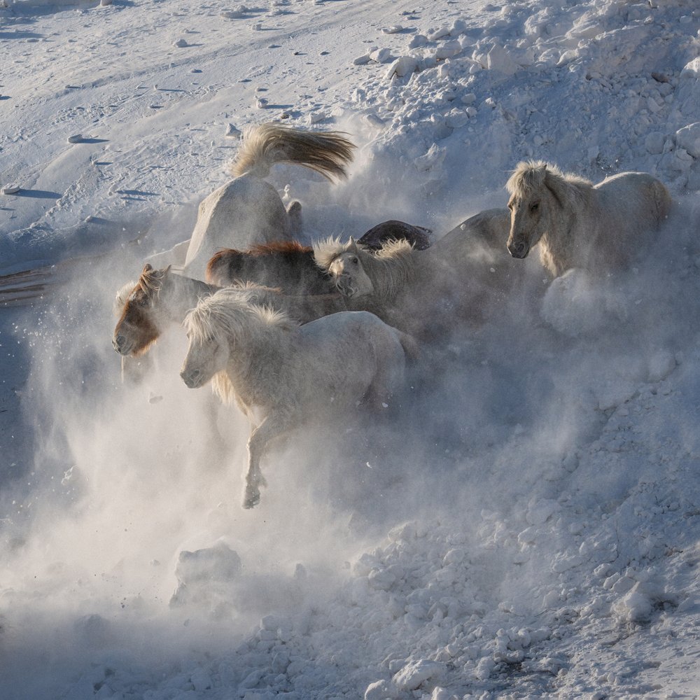 Wilde Pferde im Schnee von Chuanxu Ren