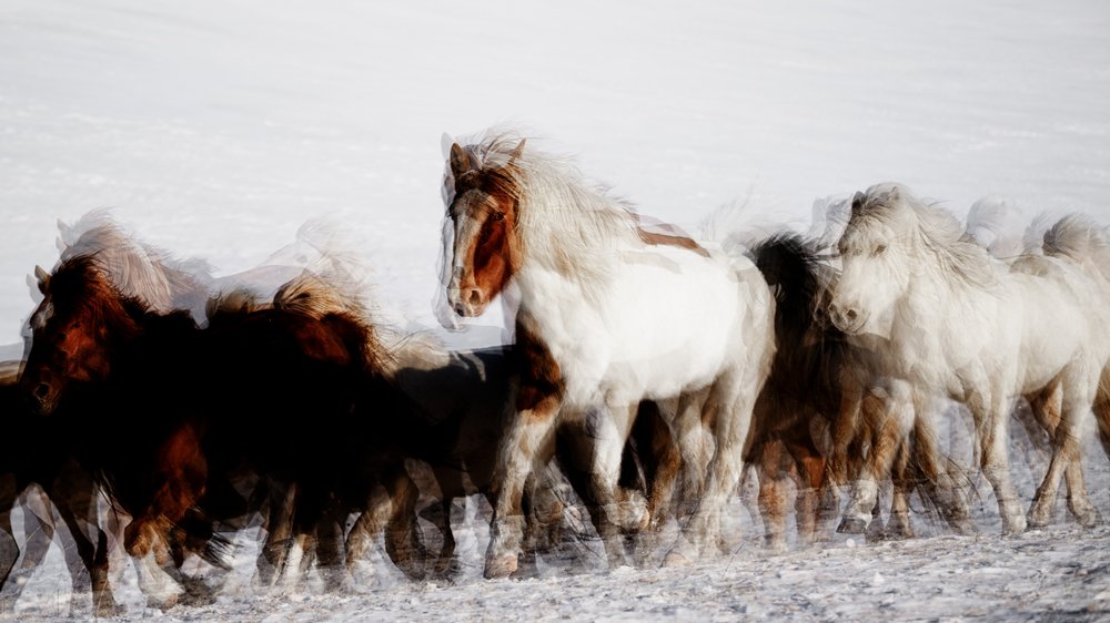 Wilde Pferde in Winterbewegung von Chuanxu Ren