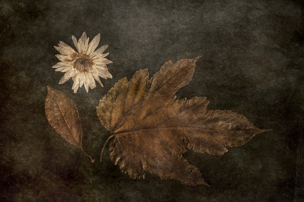 Getrocknete Herbstbotanicals von Cicek Kiral
