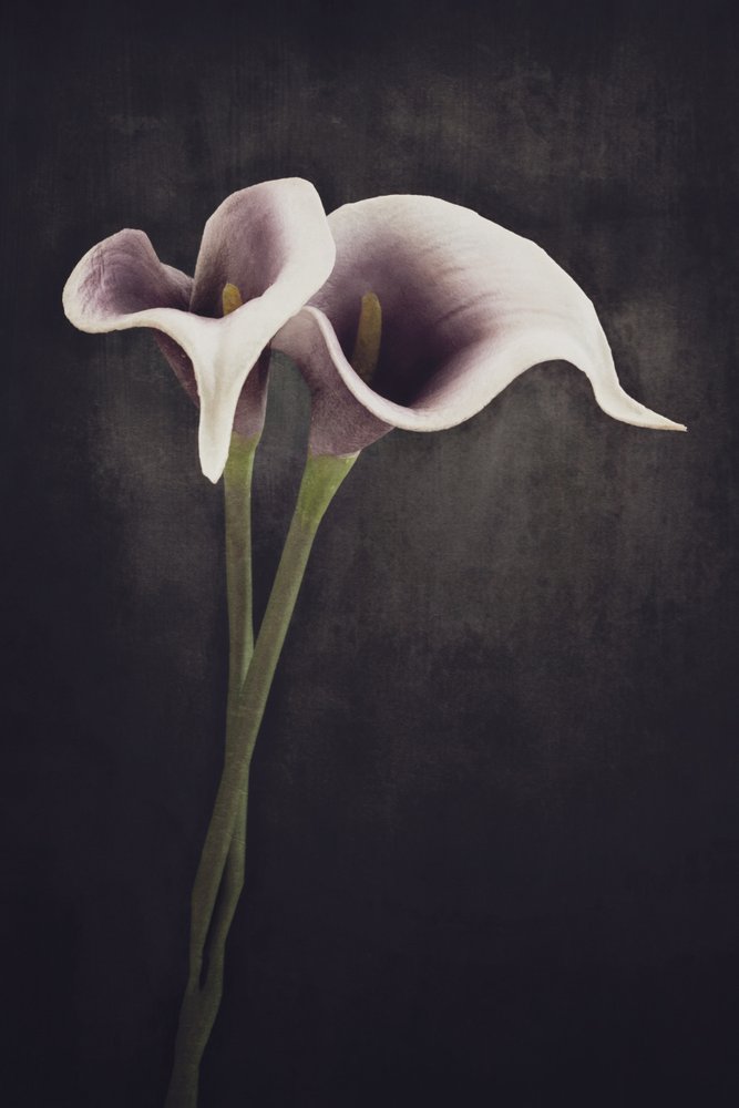 Stimmungsvolle Calla-Lilien von Cicek Kiral
