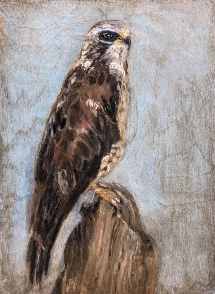 Majestätischer Falke auf Zweig von Claire Lerner