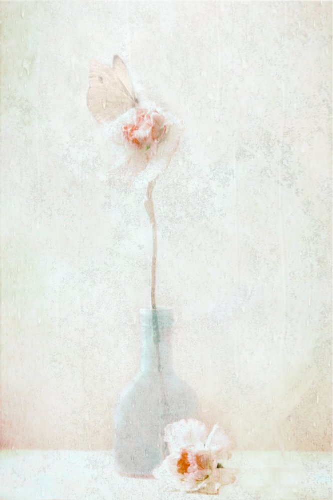 Zarte Schmetterlingsblüte von Delphine Devos