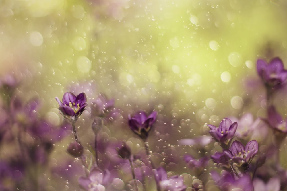Träumende violette Blüten von Delphine Devos