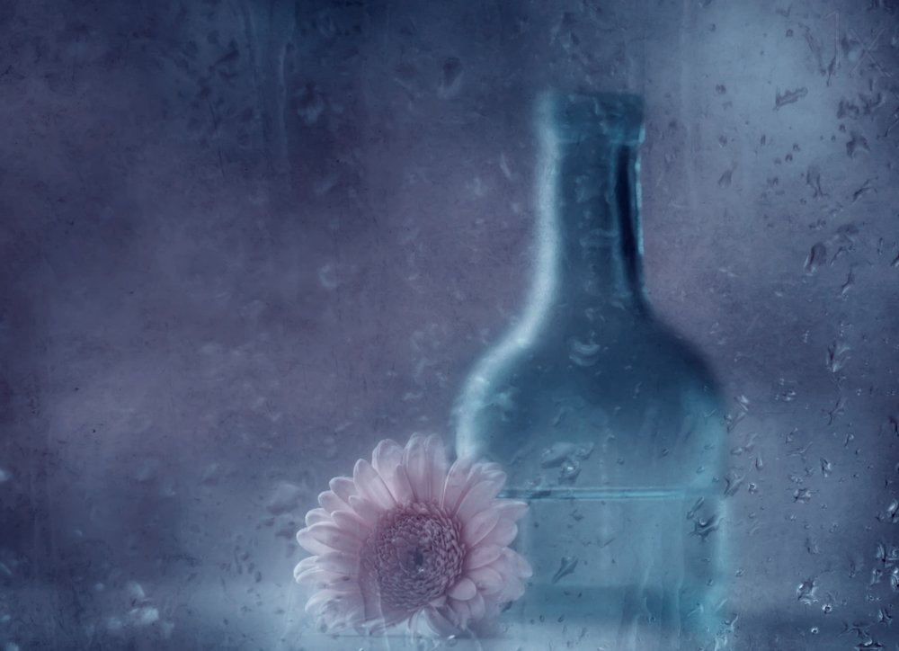 Träumende Regen Gerbera von Delphine Devos